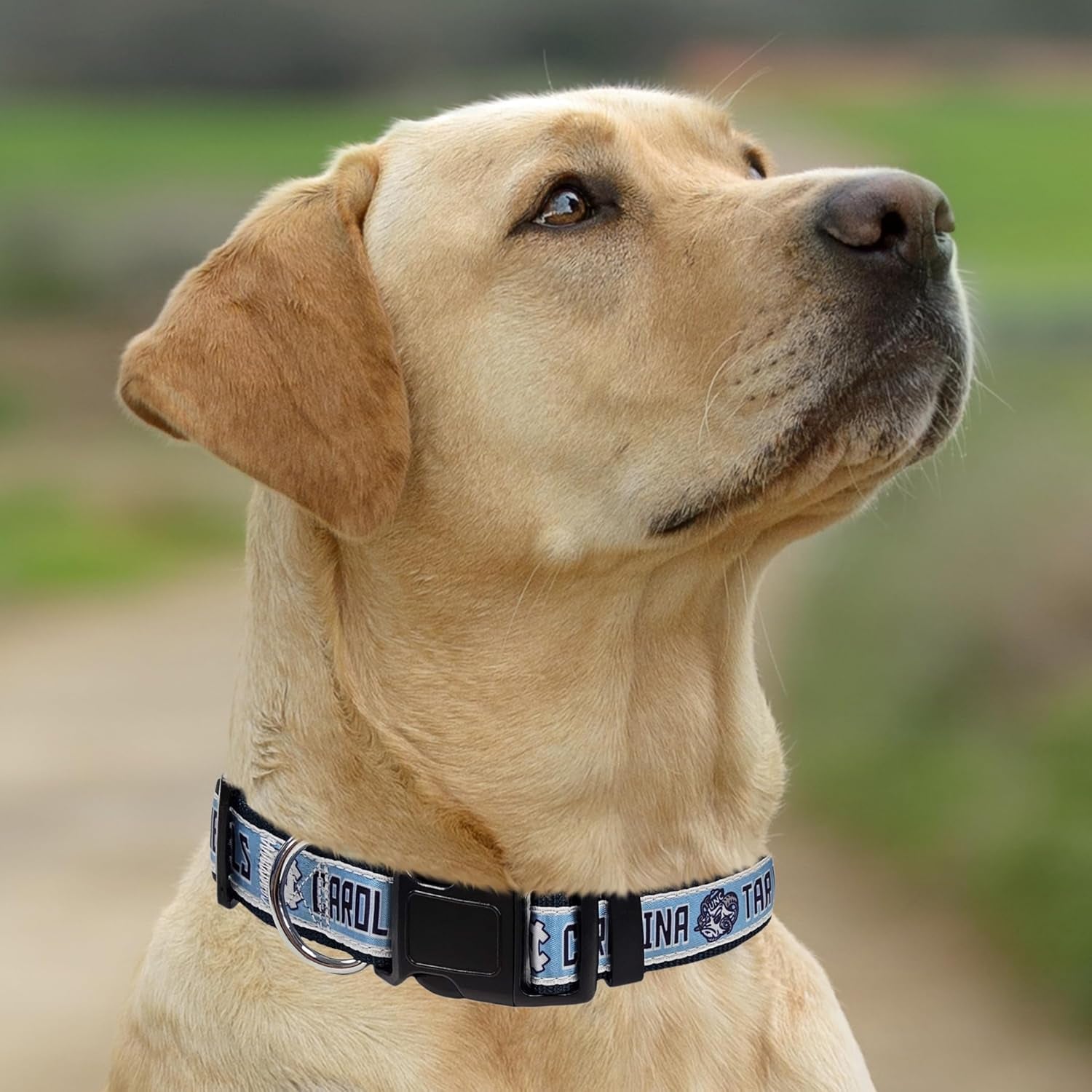 Collegiate PET Collar NEW VERSION Mississippi Ole Miss Rebels Dog Collar, Size Small. Best Sports Team Color for Dogs & Cats. a Shiny & Colorful Dog & Cat Collar Licensed by the NCAA